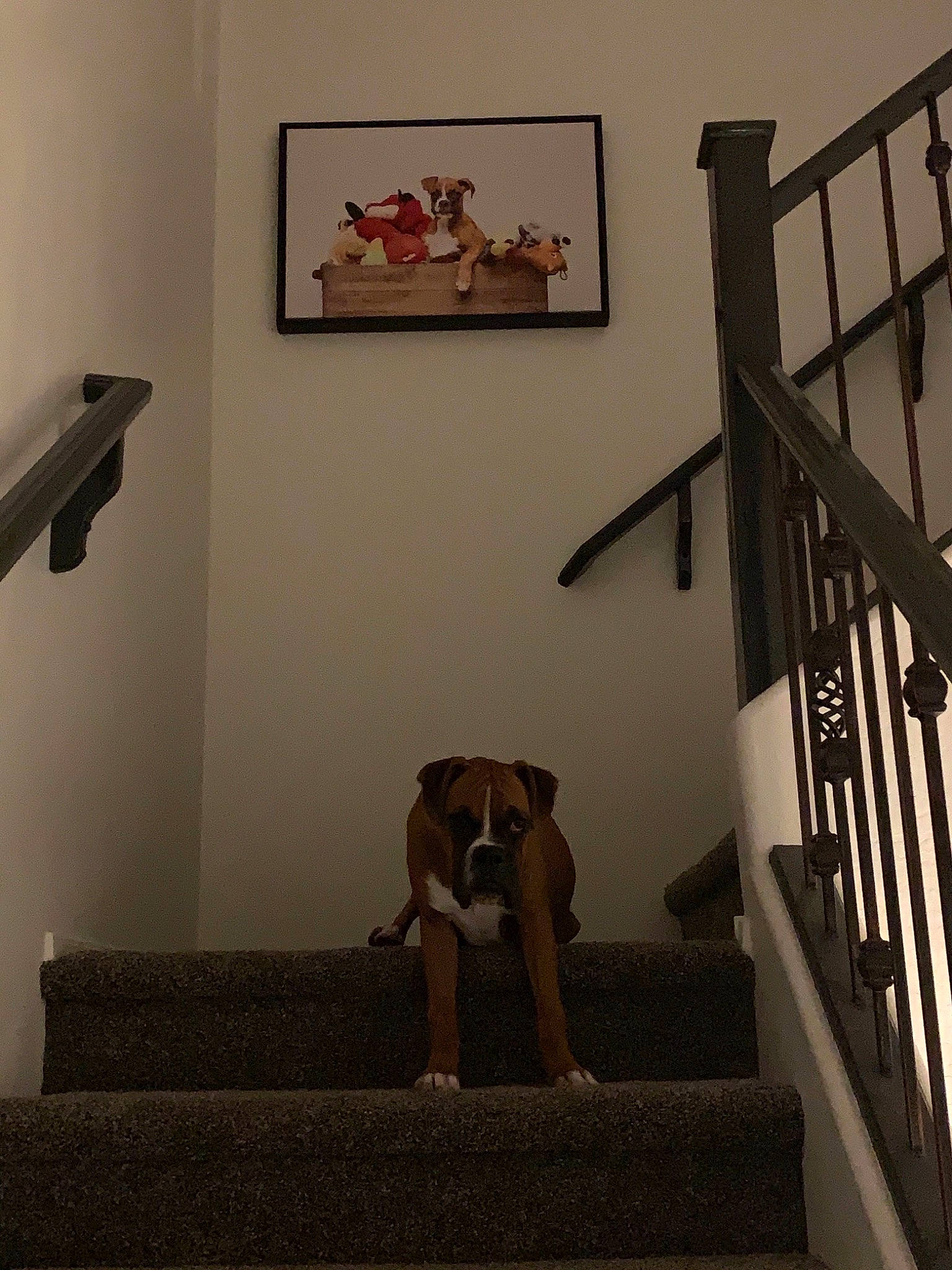 Rory joined the competition — help win amazing prizes! baluster, canidae, carnivore, dog, fawn, floor, furniture, handrail, home, house, interior_design, non_sporting_group, room, stairs, wood