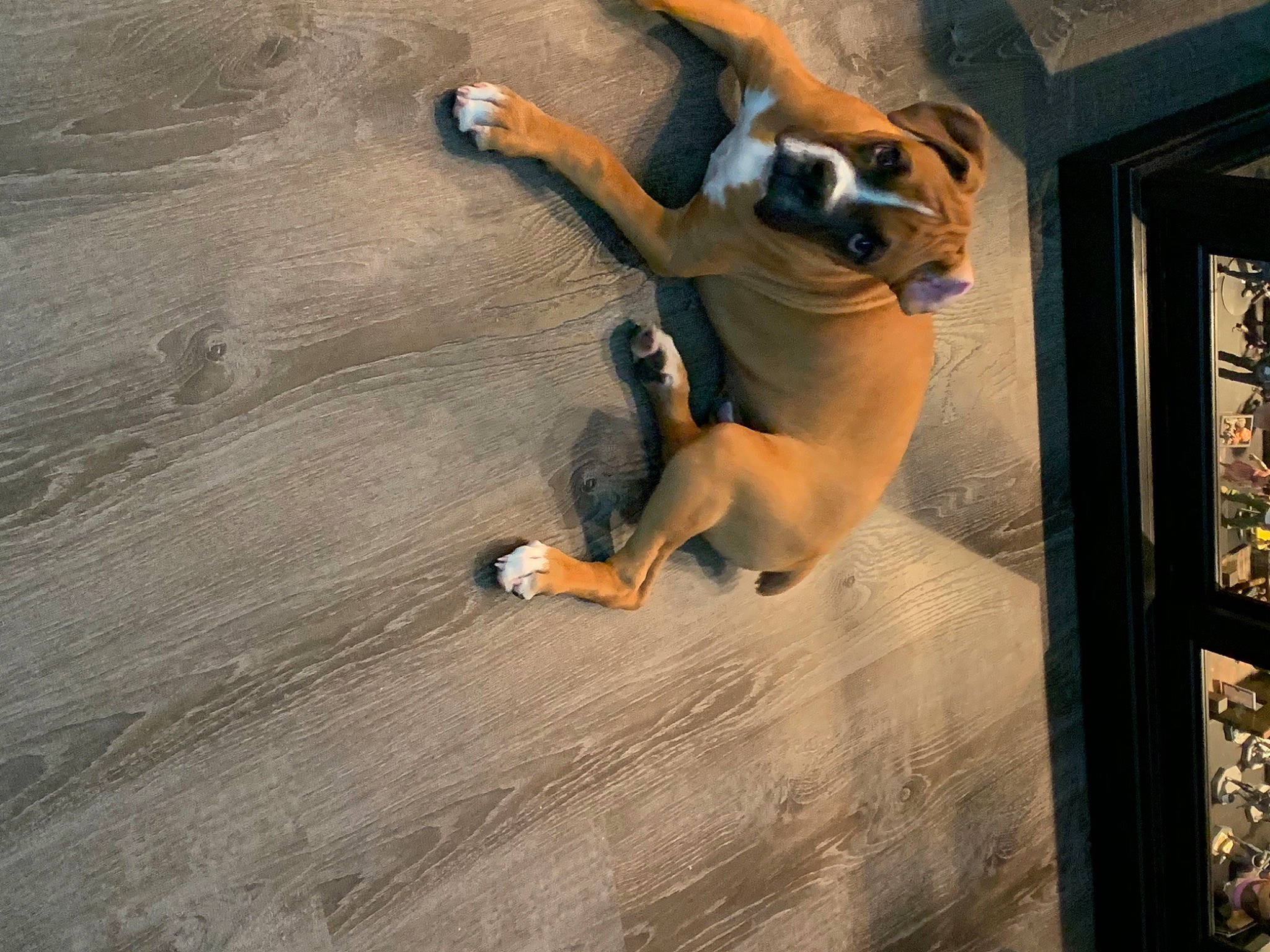 Rory joined the competition — help win amazing prizes! canidae, carnivore, danish_swedish_farmdog, dog, dog_breed, fawn, feist, floor