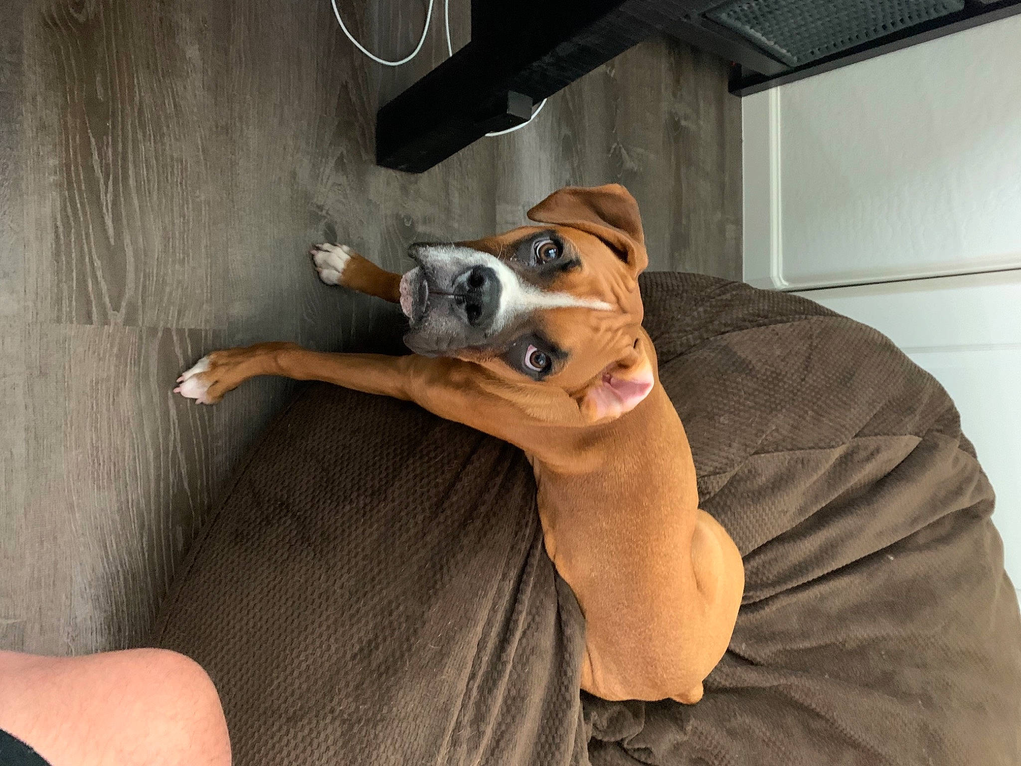 Rory is registered to the contest to win money with this photo: american_staffordshire_terrier, australian_bulldog, bulldog, canidae, carnivore, dog, dog_breed, ear, fawn, feist, mammal, non_sporting_group, nose, puppy, puppy_love