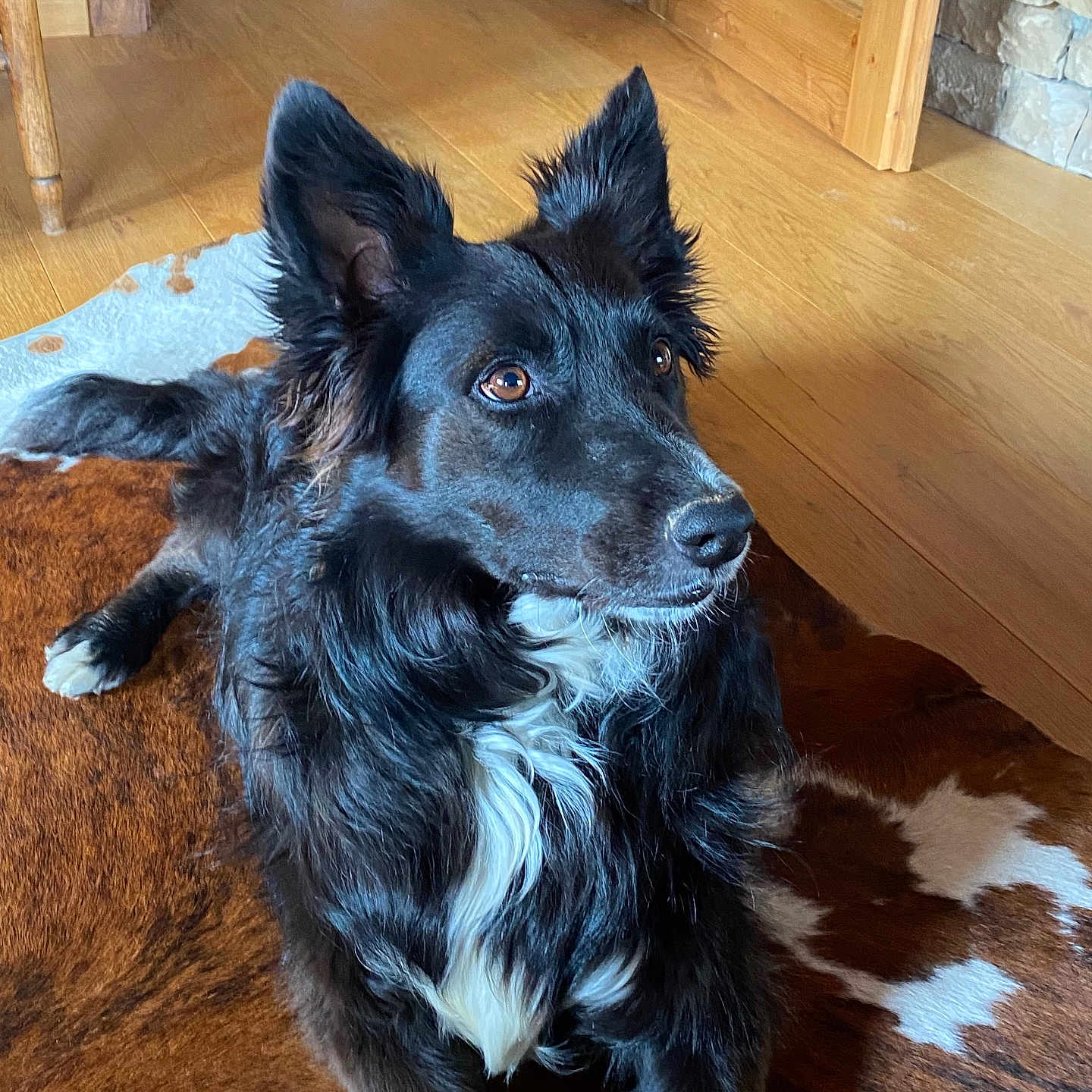 Fossette a rejoint le concours — aidez-le/la à gagner de superbes lots ! alert, animal, black_dog, brown_rug, canine, cozy, dog, domestic, ears_up, fur, house, indoor, looking_away, lying_down, pet, rug, side_view, white_fur, white_rug, wooden_floor