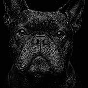 Giulia participe au concours pour gagner de l'argent avec cette photo : animal, black_and_white, canine, close_up, dark_background, dog, ears, expression, eyes, face, french_bulldog, muzzle, pet, photography, portrait, snout, studio_lighting, texture, water_droplets, wet_fur