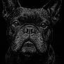animal, black_and_white, canine, close_up, dark_background, dog, ears, expression, eyes, face, french_bulldog, muzzle, pet, photography, portrait, snout, studio_lighting, texture, water_droplets, wet_fur