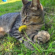 Zazu a rejoint le concours — aidez-le/la à gagner de superbes lots ! cat, tabby, grass, flower, dandelion, outdoor, nature, sunlight, relaxation, animal, paw, fur, whiskers, closeup, greenery, pet, summer, peaceful, resting, soft_light