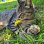 cat, tabby, grass, flower, dandelion, outdoor, nature, sunlight, relaxation, animal, paw, fur, whiskers, closeup, greenery, pet, summer, peaceful, resting, soft_light