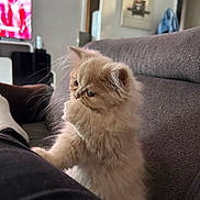 Aiko participe au concours pour gagner de l'argent avec cette photo : kitten, cat, fluffy, cream_color, indoors, sofa, couch, pet, animal, furry, whiskers, cute, young, domestic_cat, living_room, furniture, cozy, curious, small, companion