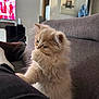 kitten, cat, fluffy, cream_color, indoors, sofa, couch, pet, animal, furry, whiskers, cute, young, domestic_cat, living_room, furniture, cozy, curious, small, companion