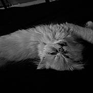Aiko participe au concours pour gagner de l'argent avec cette photo : animal, black_and_white, cat, closeup, cute, dark_background, domestic_cat, feline, fluffy, fur, indoor, lying_down, mischievous, pet, portrait, relaxed, sleepy, soft, upside_down, whiskers