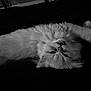 animal, black_and_white, cat, closeup, cute, dark_background, domestic_cat, feline, fluffy, fur, indoor, lying_down, mischievous, pet, portrait, relaxed, sleepy, soft, upside_down, whiskers