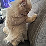 kitten, cat, fluffy, cream_color, paw, couch, gray, indoor, furniture, television, blurred_background, pet, curious, cute, small, animal, home, soft_fur, sitting, young