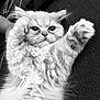 kitten, cat, fluffy, pet, animal, cute, whiskers, paws, fur, portrait, black_and_white, close_up, playful, lying_down, indoor, resting, feline, soft, young, adorable