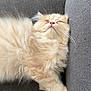 Aiko a rejoint le concours — aidez-le/la à gagner de superbes lots ! animal, cat, comfort, couch, cozy, cream_color, cute, domestic, feline, fluffy, fur, home, indoor, paw, pet, relaxed, resting, sleepy, soft, whiskers