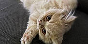 Aiko a rejoint le concours — aidez-le/la à gagner de superbes lots ! kitten, cat, fluffy, cream_color, pet, cute, relaxed, indoor, couch, furniture, paw, fur, whiskers, small, young, animal, domestic, resting, close_up, adorable