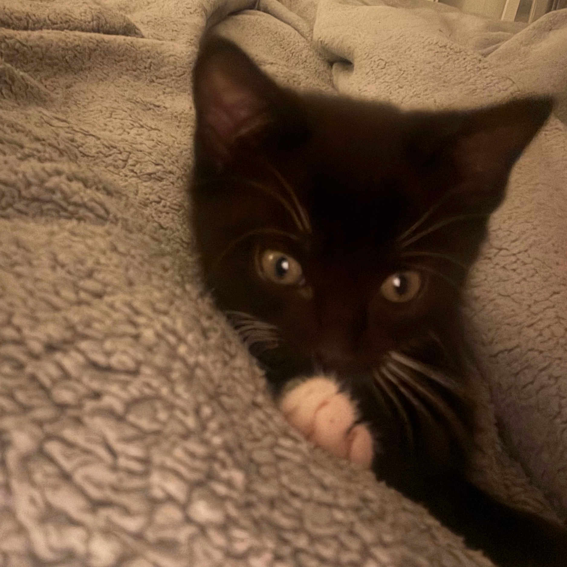 Nova joined the competition — help win amazing prizes! animal, black_and_white, blanket, cat, close_up, comfort, cozy, cute, eyes, fur, indoor, kitten, mammal, paw, pet, resting, sleepy, soft_texture, warm, whiskers