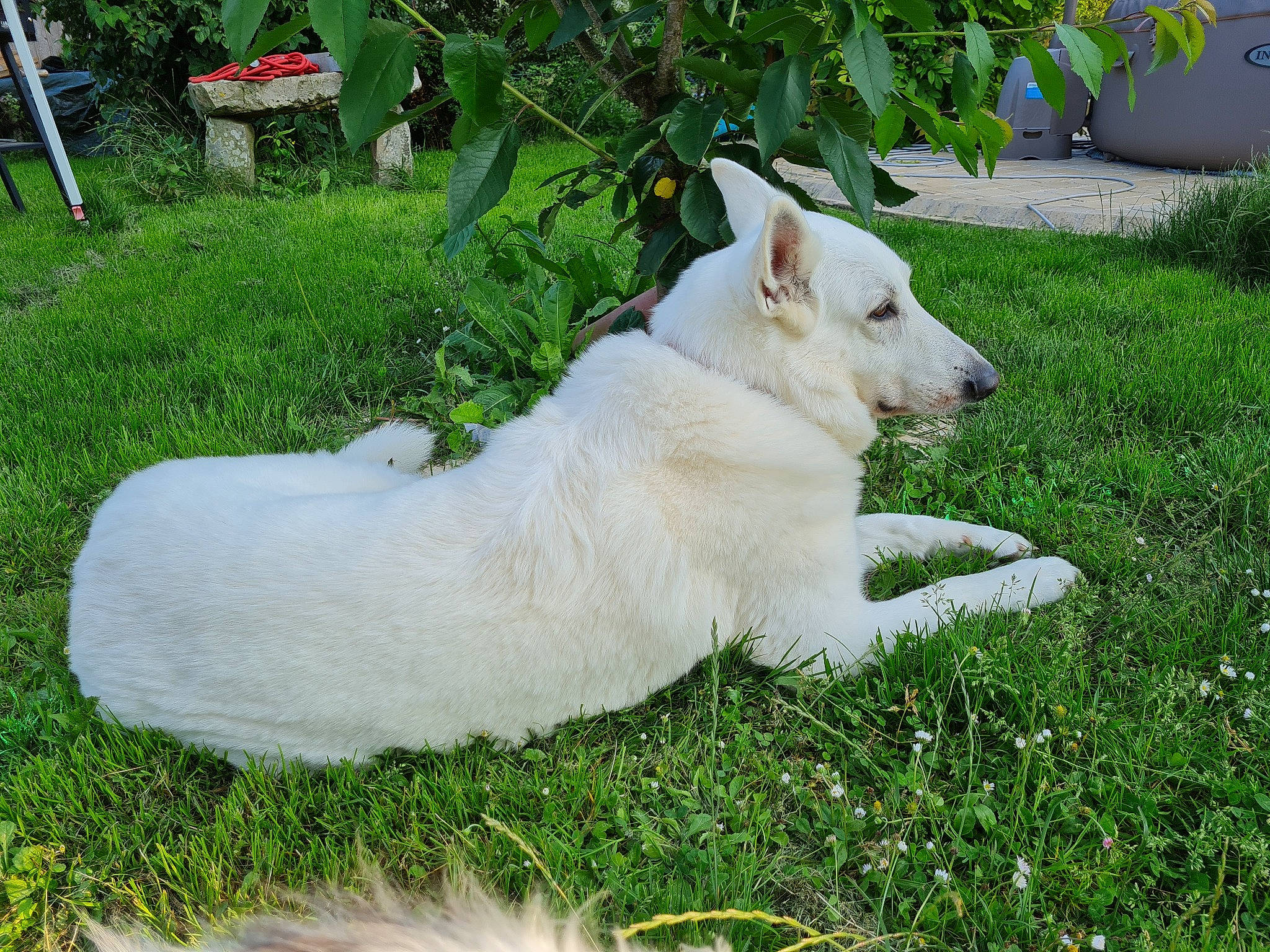 Isis participe au concours pour gagner de l'argent avec cette photo : canidae, carnivore, chair, collar, companion_dog, dog, dog_breed, fawn, felidae, fence, grass, jaw, plant, snout, sporting_group, tail, terrestrial_animal, tree, whiskers, working_animal