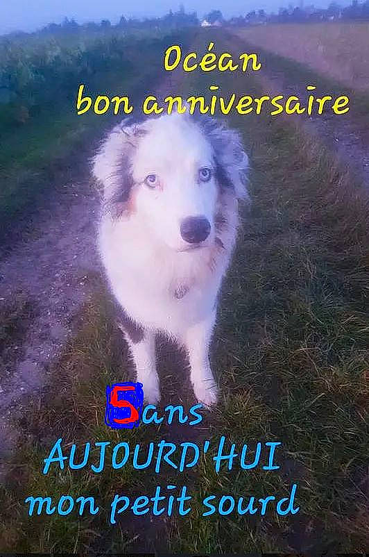 Océan a rejoint le concours — aidez-le/la à gagner de superbes lots ! adaptation, advertising, ancient_dog_breeds, canidae, carnivore, companion_dog, dog, dog_breed, font, grass, happy, landscape, morning, non_sporting_group, organism, pet_supply, photo_caption, sporting_group, terrestrial_animal, working_dog