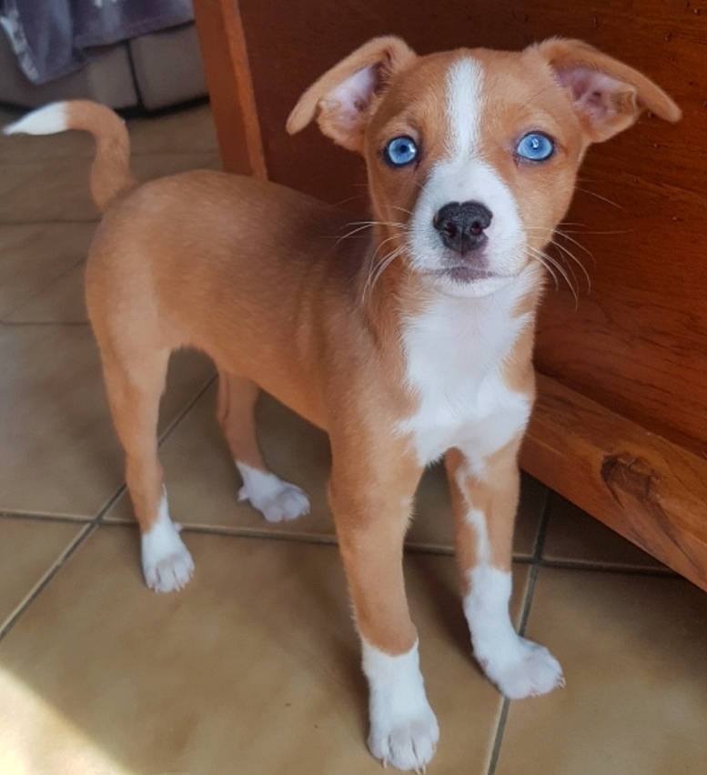 Précieuse Bora a rejoint le concours — aidez-le/la à gagner de superbes lots ! ancient_dog_breeds, canidae, carnivore, collar, companion_dog, dog, dog_breed, dog_collar, ear, fawn, fur, hardwood, irishjacks, snout, sporting_group, terrier, toy_dog, whiskers, wood, working_animal