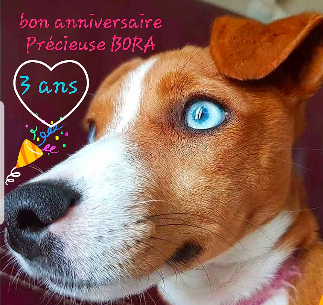 Précieuse Bora participe au concours pour gagner de l'argent avec cette photo : art, canidae, carnivore, collar, companion_dog, dog, dog_breed, ear, fawn, font, fur, happy, internet_meme, liver, photo_caption, snout, square, terrestrial_animal, whiskers, working_animal