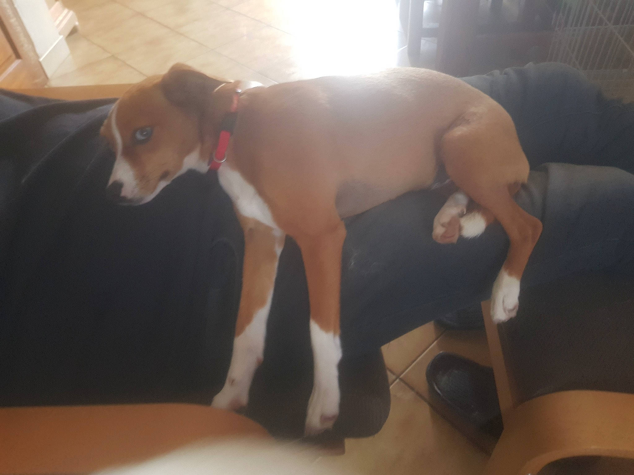 Précieuse Bora participe au concours pour gagner de l'argent avec cette photo : canidae, carnivore, chest, collar, comfort, companion_dog, dog, dog_breed, fawn, flooring, hardwood, human_leg, knee, pet_supply, snout, sporting_group, tail, thigh, trunk, working_animal