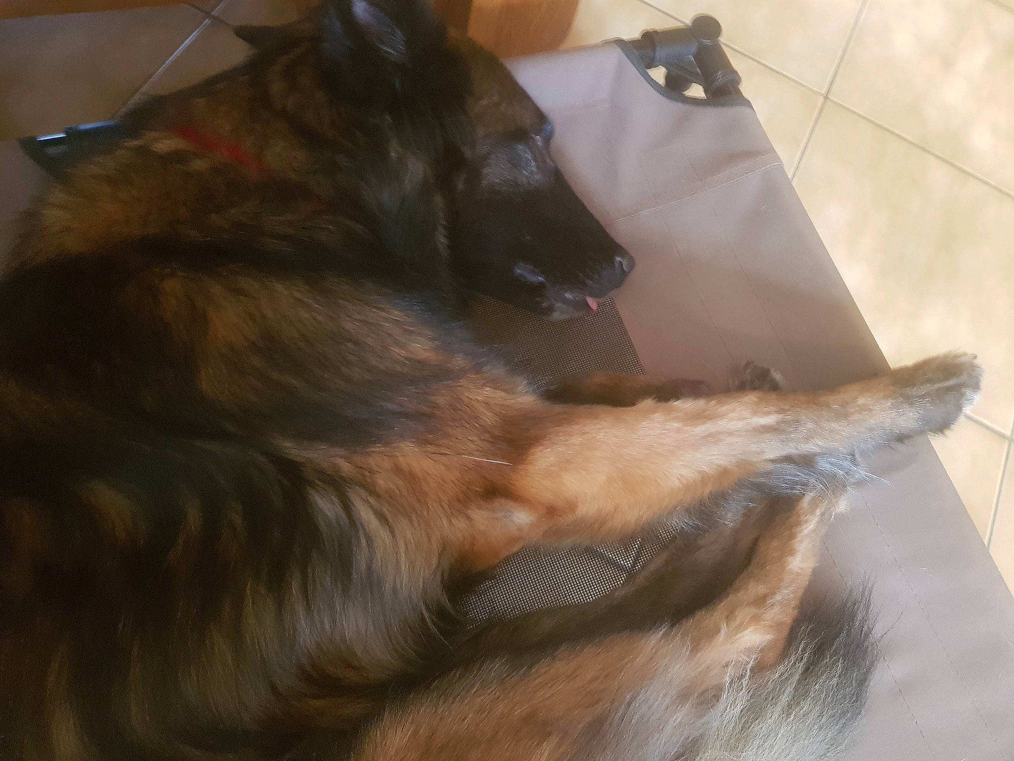 Hermione participe au concours pour gagner de l'argent avec cette photo : canidae, carnivore, claw, comfort, companion_dog, dog, dog_breed, felidae, flooring, fur, german_shepherd_dog, guard_dog, liver, paw, small_to_medium_sized_cats, tail, terrestrial_animal, whiskers, wood, working_animal