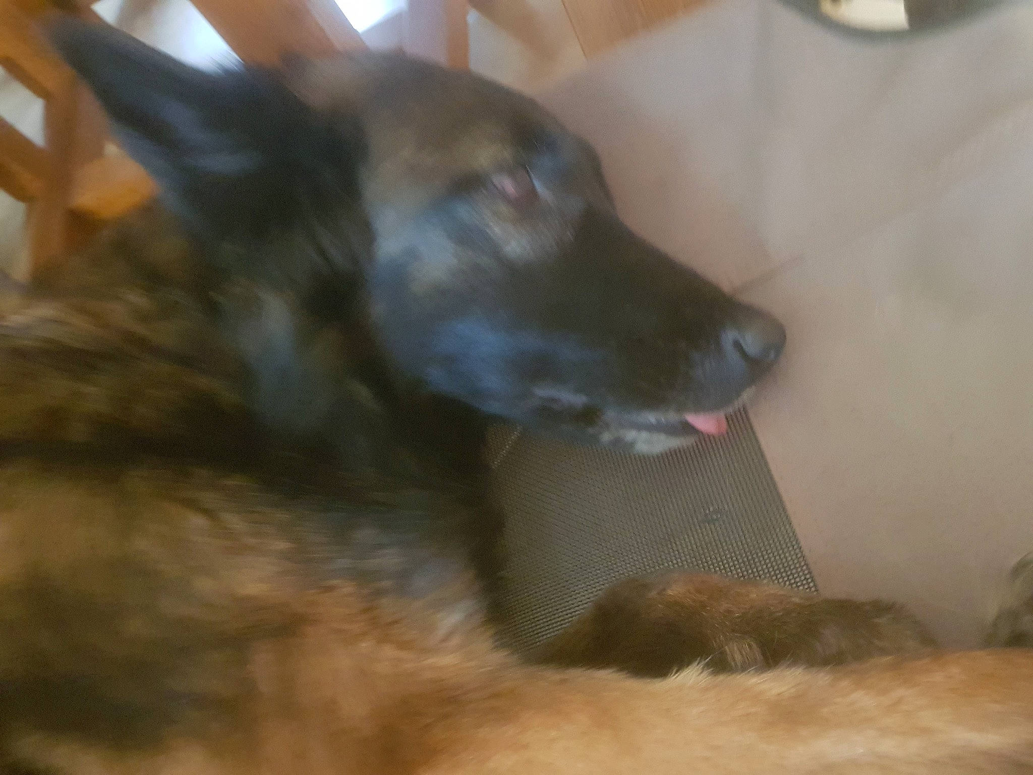 Hermione a rejoint le concours — aidez-le/la à gagner de superbes lots ! belgian_shepherd_malinois, carnivore, companion_dog, dog, dog_breed, ear, east_european_shepherd, fur, german_shepherd_dog, guard_dog, herding_dog, king_shepherd, liver, old_german_shepherd_dog, snout, terrestrial_animal, whiskers, working_animal, working_dog