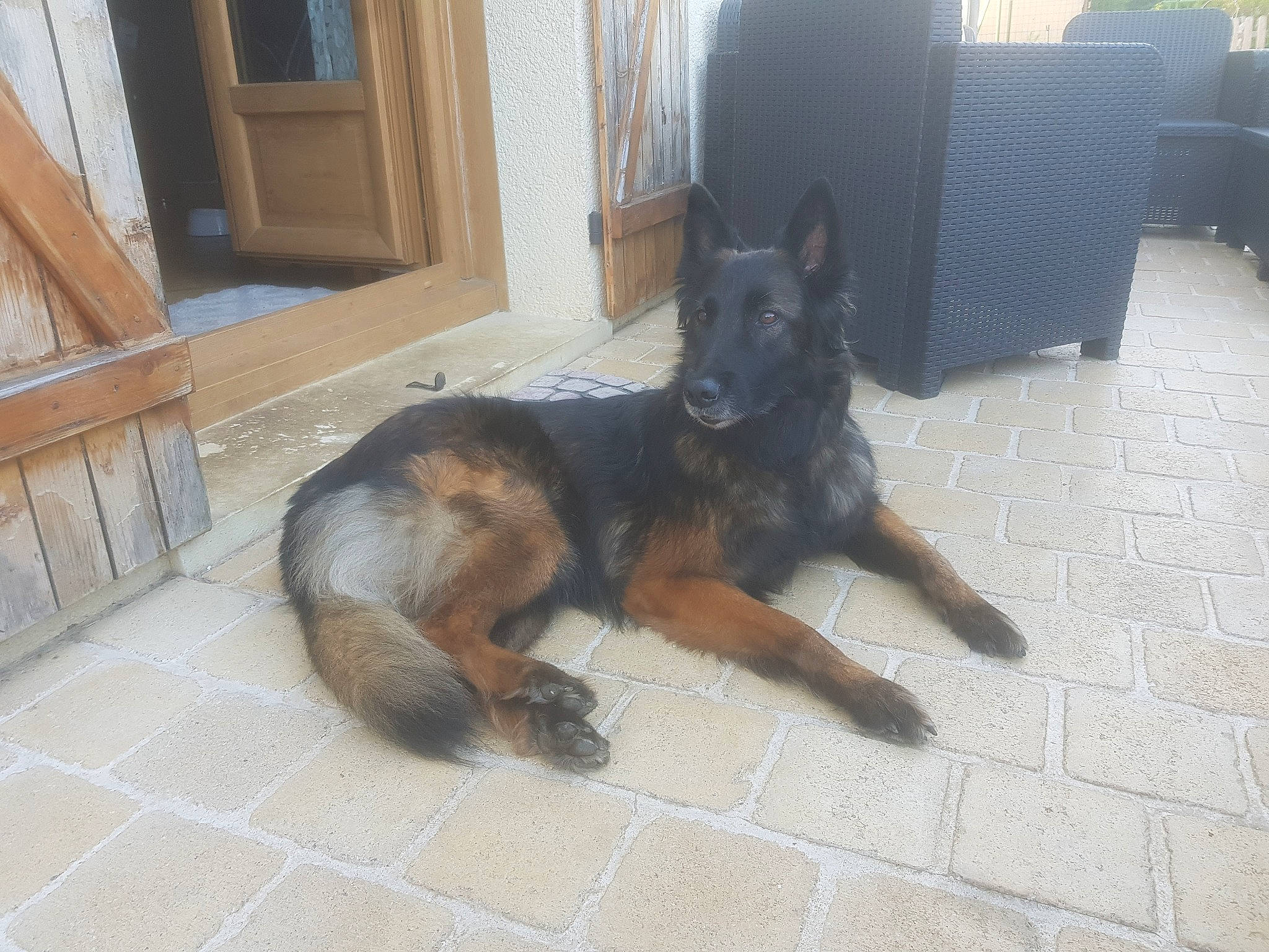 Hermione a rejoint le concours — aidez-le/la à gagner de superbes lots ! carnivore, chair, companion_dog, dog, dog_breed, east_european_shepherd, fawn, floor, flooring, german_shepherd_dog, guard_dog, hardwood, herding_dog, king_shepherd, sporting_group, tail, terrestrial_animal, wood, working_animal, working_dog