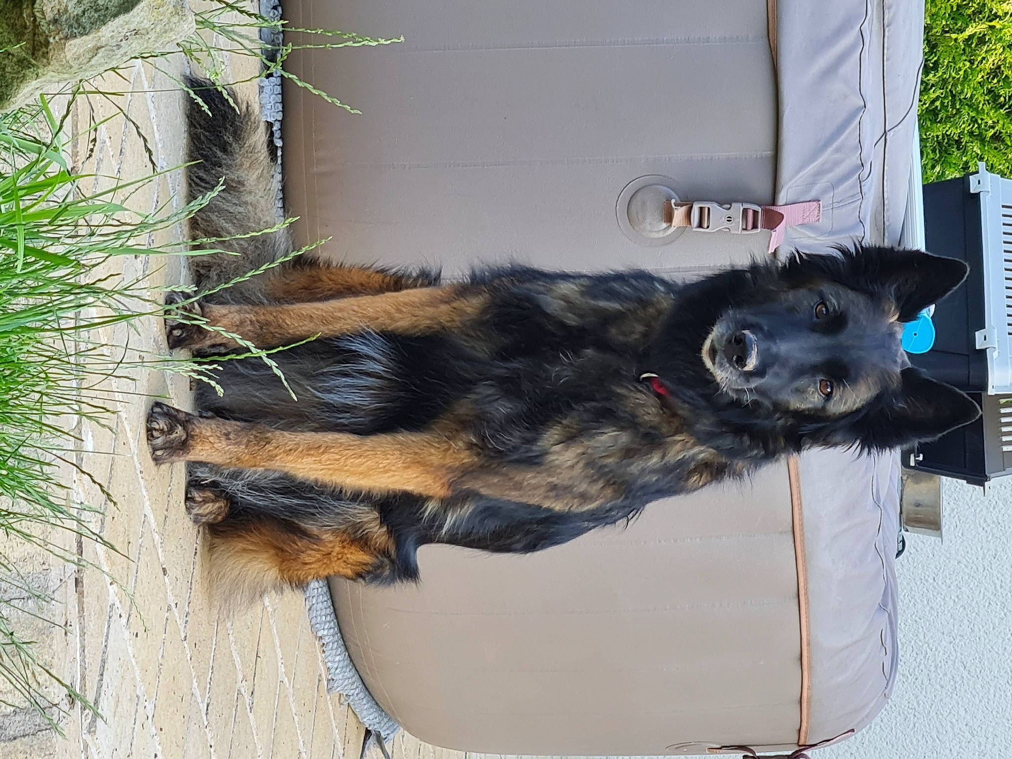 Hermione a rejoint le concours — aidez-le/la à gagner de superbes lots ! bear, canidae, carnivore, collar, companion_dog, dog_breed, fur, mammal, natural_material, pet_supply, plant, sporting_group, tail, terrestrial_animal, twig, vertebrate, wood, working_animal