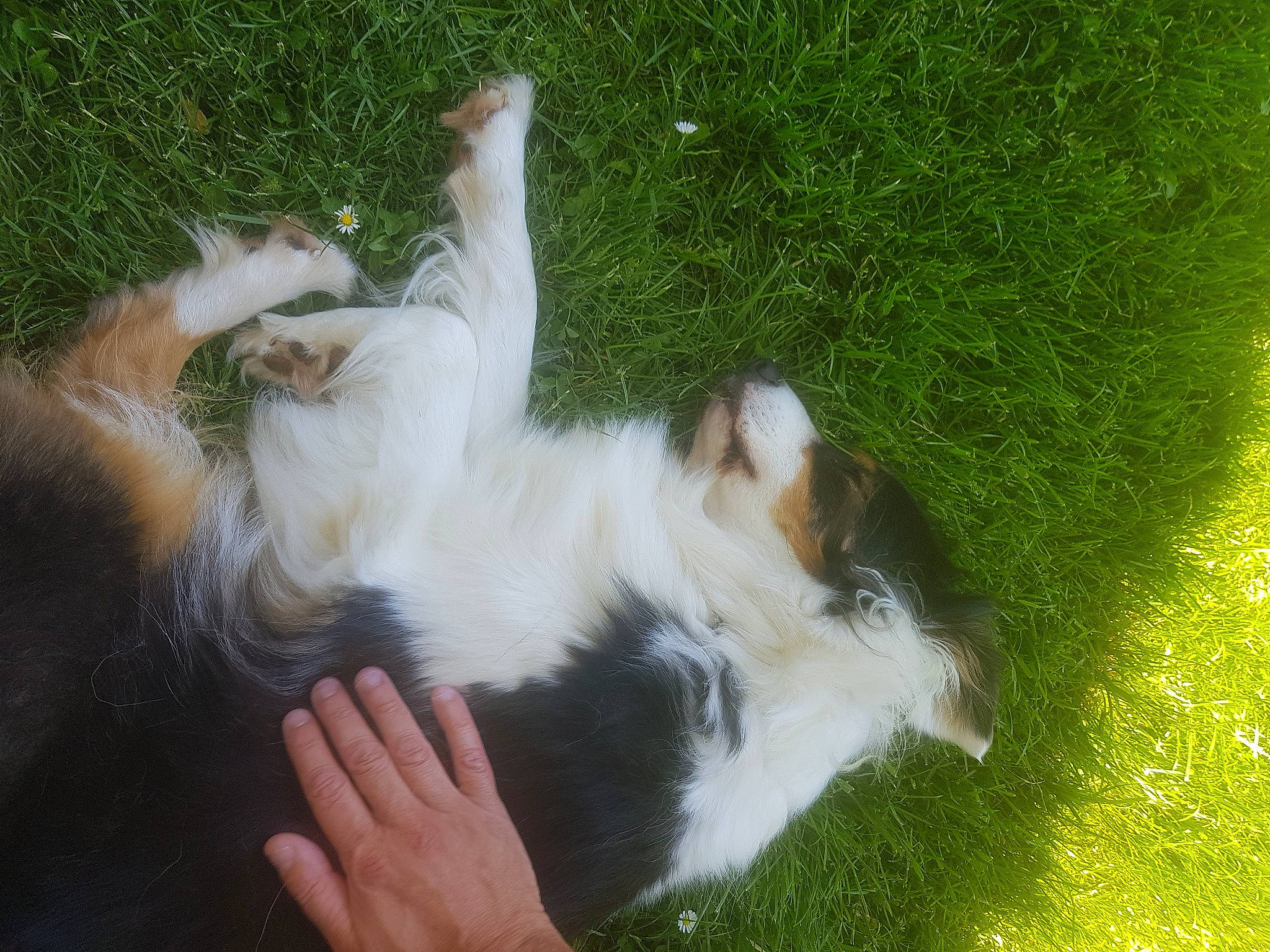 Narnia a rejoint le concours — aidez-le/la à gagner de superbes lots ! barefoot, canidae, carnivore, claw, companion_dog, dog, dog_breed, fawn, felidae, foot, fur, grass, groundcover, herding_dog, paw, small_to_medium_sized_cats, sporting_group, tail, terrier, toy_dog