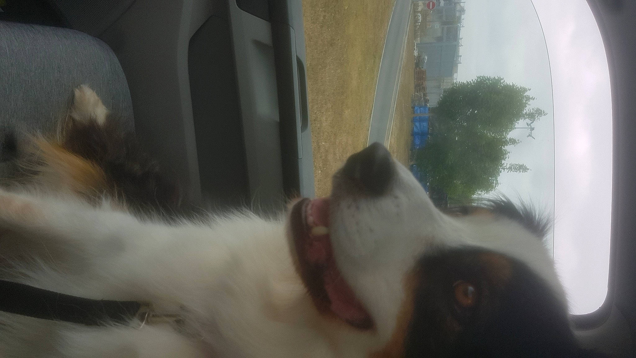 Narnia a rejoint le concours — aidez-le/la à gagner de superbes lots ! automotive_mirror, automotive_window_part, carnivore, companion_dog, dog, dog_breed, felidae, fur, gesture, paw, plant, sky, small_to_medium_sized_cats, snout, tints_and_shades, tree, vehicle_door, whiskers, window, windshield