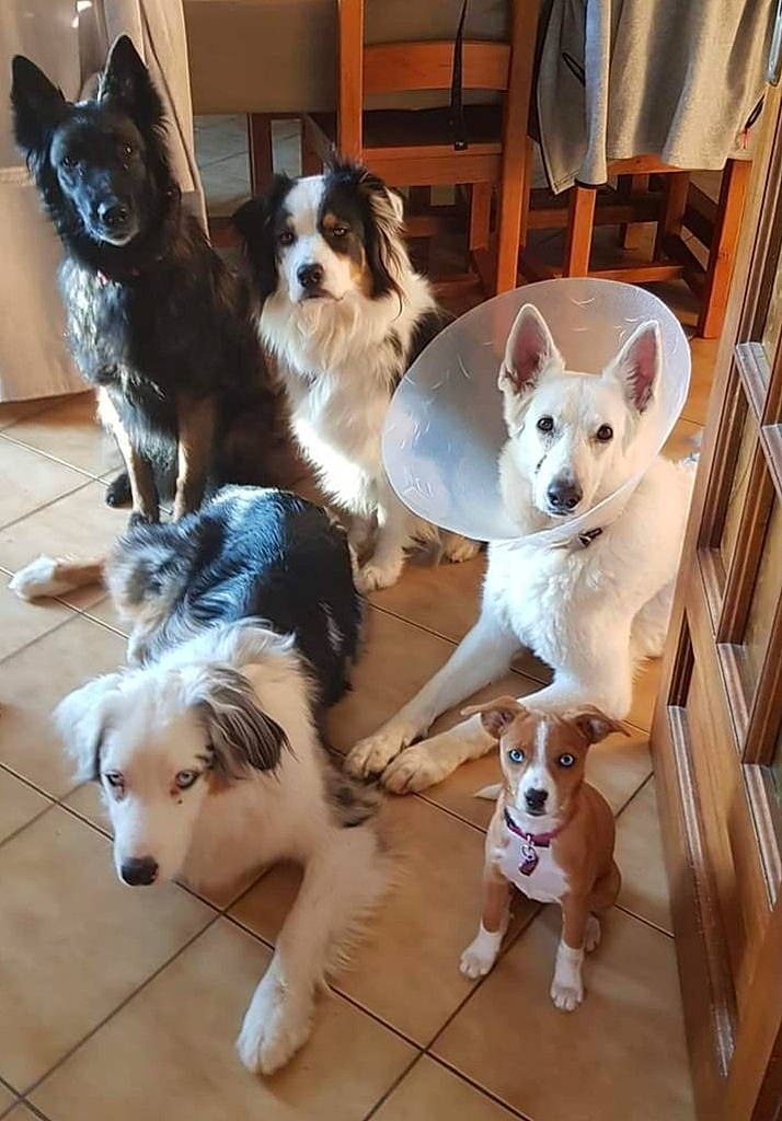 Narnia participe au concours pour gagner de l'argent avec cette photo : canidae, carnivore, chair, companion_dog, dog, dog_breed, fawn, flooring, fur, mammal, pet_supply, photograph, snapshot, snout, tail, toy_dog, vertebrate, white, wood, working_animal