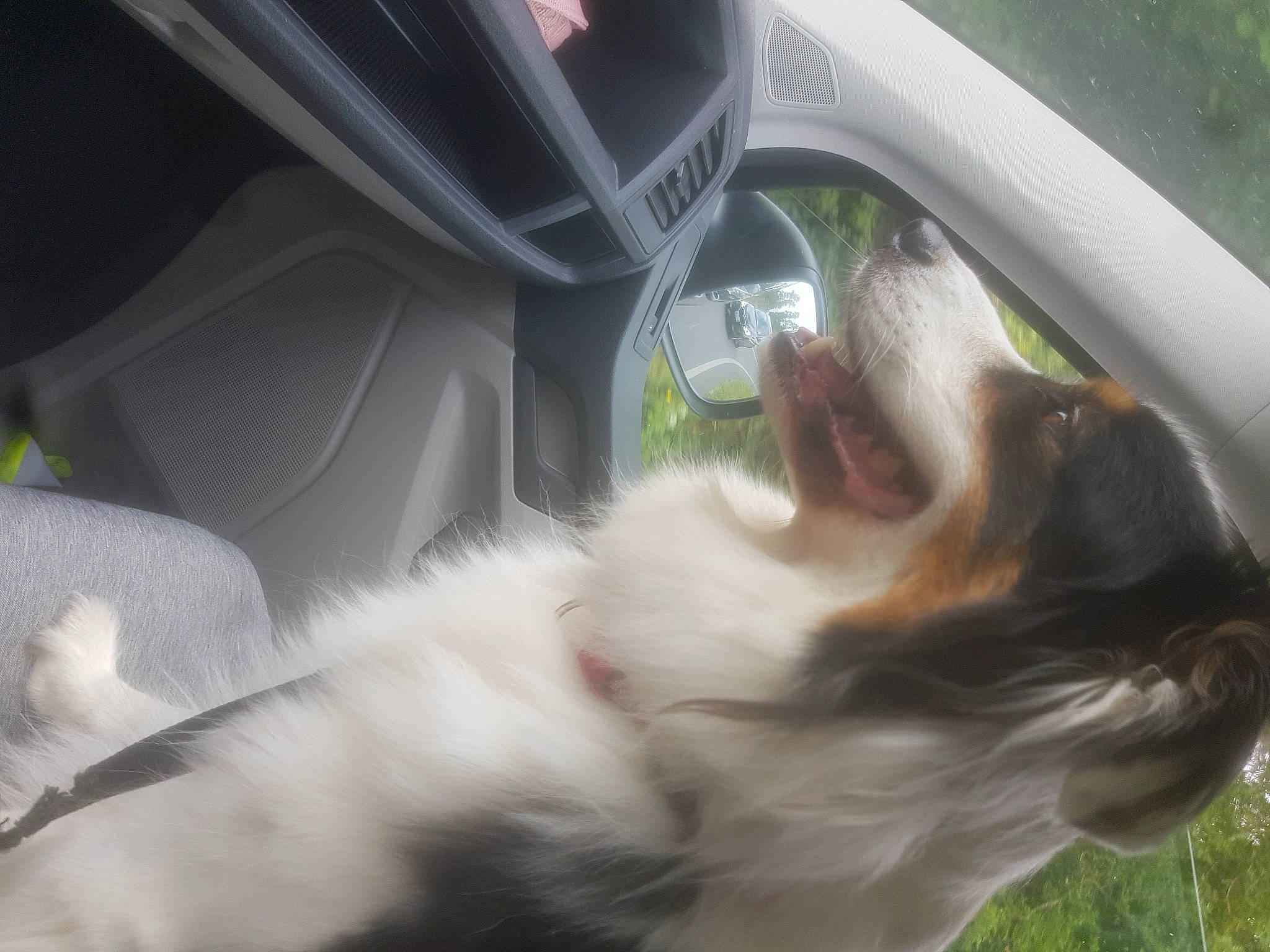 Narnia a rejoint le concours — aidez-le/la à gagner de superbes lots ! automotive_exterior, automotive_lighting, automotive_mirror, car, car_seat_cover, carnivore, companion_dog, dog, dog_breed, fawn, felidae, hood, motor_vehicle, personal_luxury_car, plant, tints_and_shades, vehicle, vehicle_door, whiskers, window