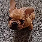 Winston is registered to the contest to win money with this photo: adorable, animal, brown, carpet, companion, cute, dog, domestic, ears, face, french_bulldog, fur, indoor, looking_up, pet, puppy, shadow, sitting, small, young