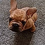 adorable, animal, brown, carpet, companion, cute, dog, domestic, ears, face, french_bulldog, fur, indoor, looking_up, pet, puppy, shadow, sitting, small, young