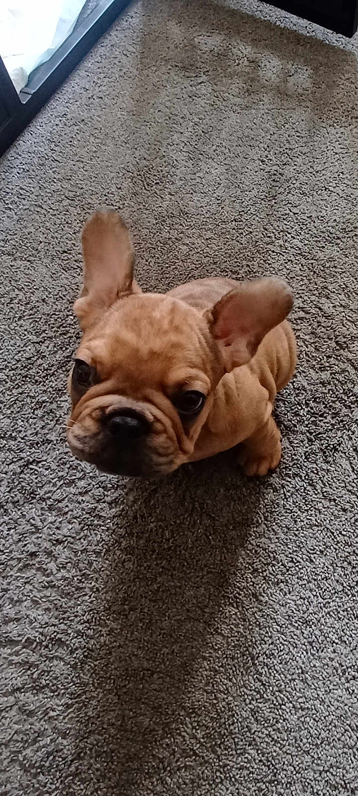 Winston