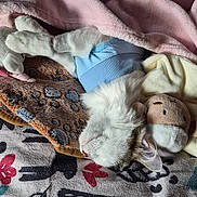 Nono a rejoint le concours — aidez-le/la à gagner de superbes lots ! cat, white_cat, sleeping, blanket, plush_toy, soft_fabric, cozy, indoors, resting, cute, fur, animal, pet, patterned_blanket, pink_blanket, blue_outfit, domestic, comfort, relaxation, feline