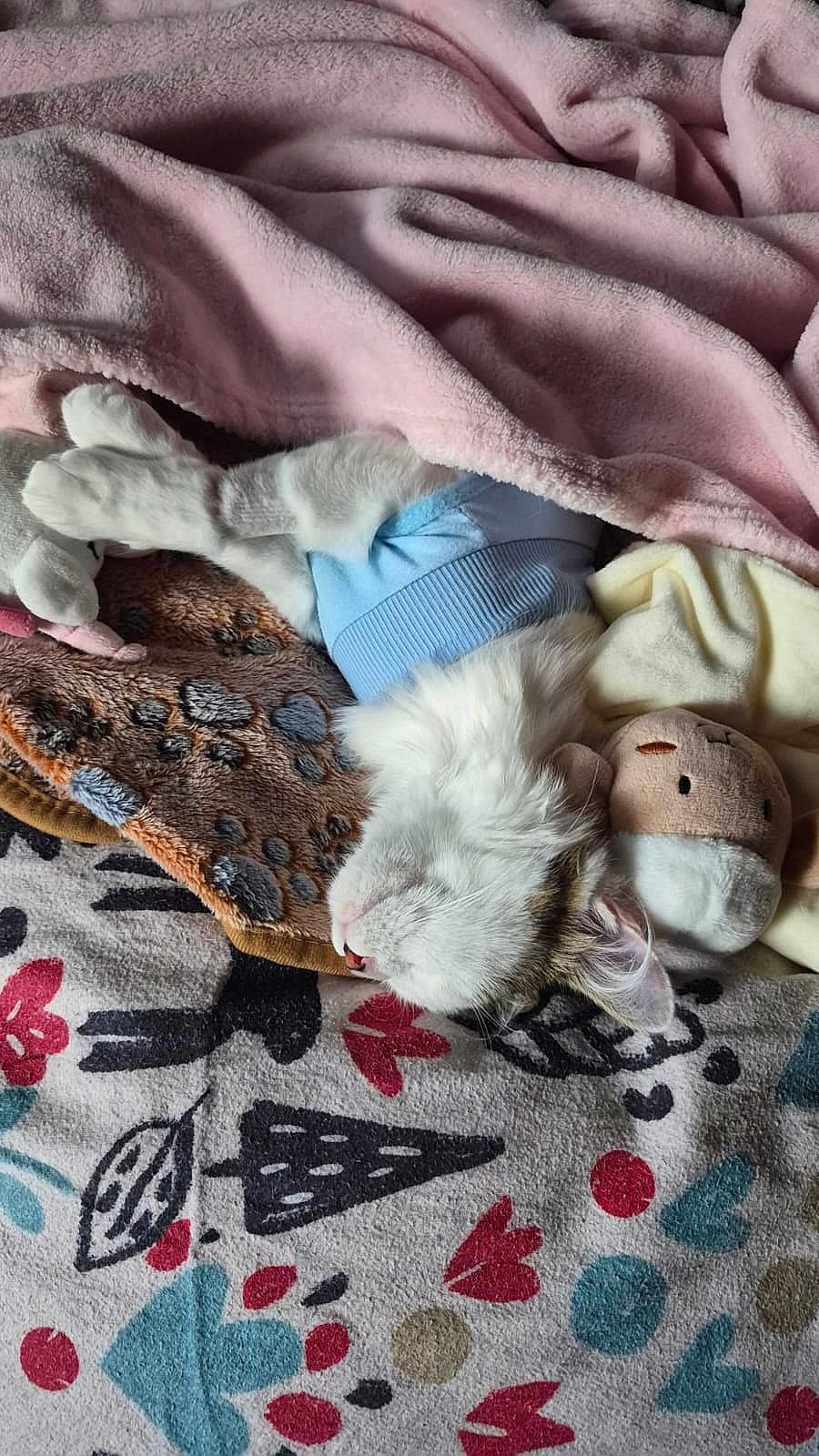 Nono a rejoint le concours — aidez-le/la à gagner de superbes lots ! cat, white_cat, sleeping, blanket, plush_toy, soft_fabric, cozy, indoors, resting, cute, fur, animal, pet, patterned_blanket, pink_blanket, blue_outfit, domestic, comfort, relaxation, feline