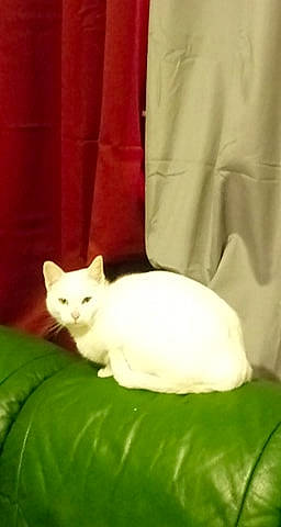 Neige participe au concours pour gagner de l'argent avec cette photo : asian, burmilla, carnivore, cat, felidae, khao_manee, kitten, mammal, persian, small_to_medium_sized_cats, tail, turkish_angora, turkish_van, whiskers, white