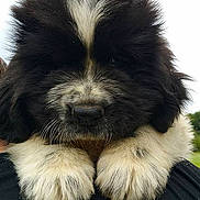 Lewis participe au concours pour gagner de l'argent avec cette photo :