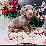 Milky Myrtle joined the competition — help win amazing prizes! puppy, dog, blanket, flower_bouquet, purple_collar, indoor, cute, pet, small_dog, decor, colorful, patterned_blanket, sitting, fur, animal, young_dog, plant, nature, domestic_animal, portrait