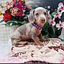 puppy, dog, blanket, flower_bouquet, purple_collar, indoor, cute, pet, small_dog, decor, colorful, patterned_blanket, sitting, fur, animal, young_dog, plant, nature, domestic_animal, portrait