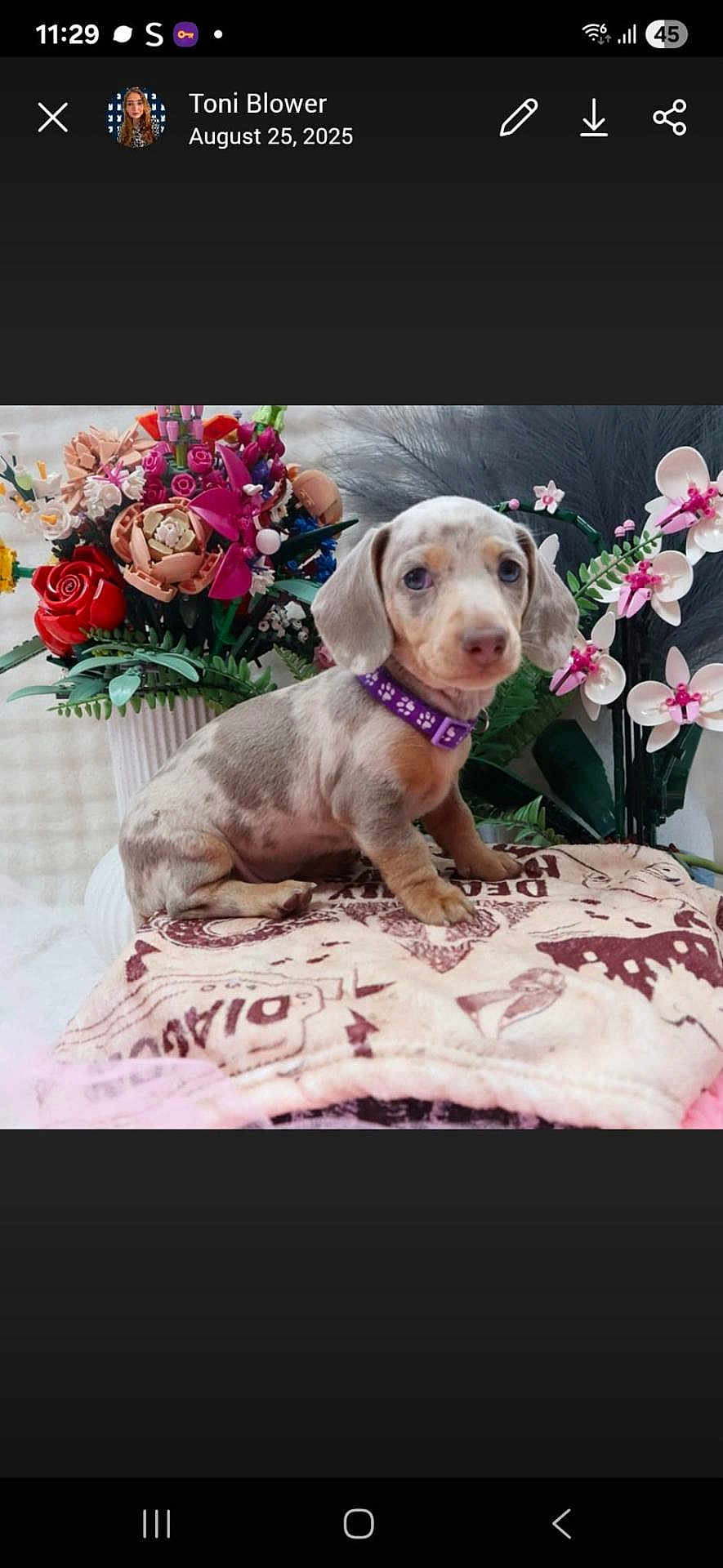 Milky Myrtle joined the competition — help win amazing prizes! puppy, dog, blanket, flower_bouquet, purple_collar, indoor, cute, pet, small_dog, decor, colorful, patterned_blanket, sitting, fur, animal, young_dog, plant, nature, domestic_animal, portrait