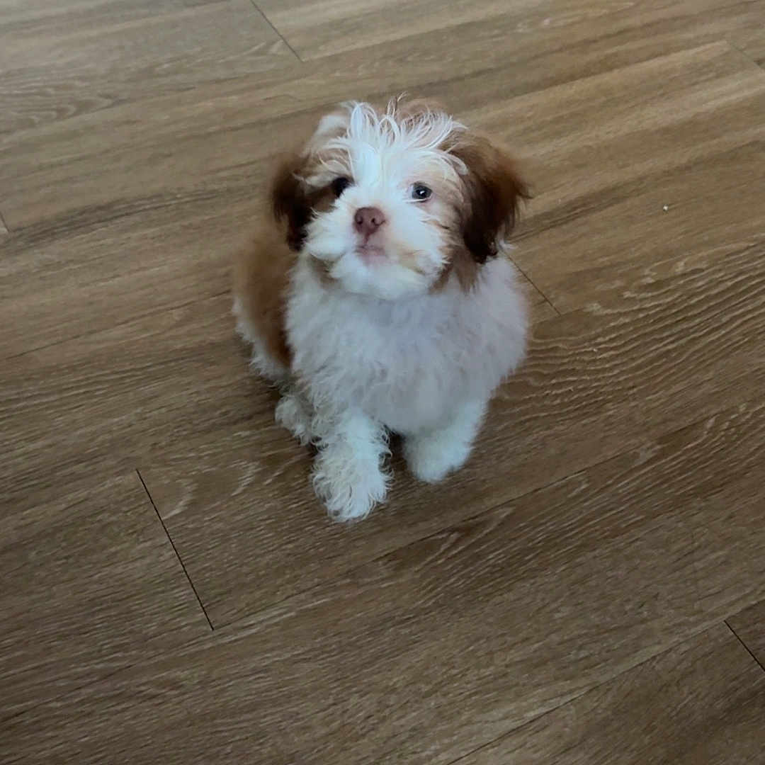 Cafecito is registered to the contest to win money with this photo: puppy, dog, cute, small, fluffy, brown, white, pet, indoor, wooden_floor, flooring, young, animal, canine, sitting, looking_up, adorable, domestic, fur, companion