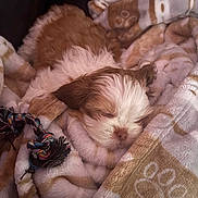 Cafecito joined the competition — help win amazing prizes! puppy, sleeping, blanket, toy, cozy, fur, cute, small, indoors, resting, pet, animal, soft, warm, comfort, brown, white, closeup, nap, adorable