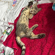 Padmé participe au concours pour gagner de l'argent avec cette photo : cat, kitten, tabby, bed, blanket, towel, red, white, striped, paw, toy, stuffed_animal, stitch, playful, indoor, resting, animal, cute, pet, feline