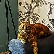 Amour participe au concours pour gagner de l'argent avec cette photo : cat, orange_tabby, couch, armrest, indoor, relaxed, paw, wallpaper, tropical, plants, birds, decor, furniture, pet, animal, domestic, resting, feline, home, cozy