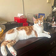 Ronin is registered to the contest to win money with this photo: cat, orange_and_white, feline, lounging, dresser, wooden_furniture, indoor, relaxed, pet, curious, clutter, boxes, tabletop, domestic, animal, whiskers, ears, paws, eyes, fur