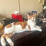 cat, orange_and_white, feline, lounging, dresser, wooden_furniture, indoor, relaxed, pet, curious, clutter, boxes, tabletop, domestic, animal, whiskers, ears, paws, eyes, fur