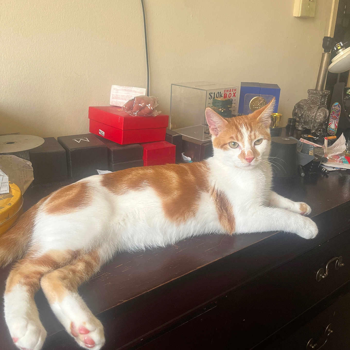 Ronin is registered to the contest to win money with this photo: animal, boxes, cat, clutter, curious, domestic, dresser, ears, eyes, feline, fur, indoor, lounging, orange_and_white, paws, pet, relaxed, tabletop, whiskers, wooden_furniture