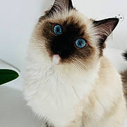 Hope participe au concours pour gagner de l'argent avec cette photo : cat, blue_eyes, fluffy, fur, white_background, curious, pet, animal, indoor, close_up, sitting, cute, whiskers, ears, paws, domestic_cat, feline, portrait, soft_light, clean