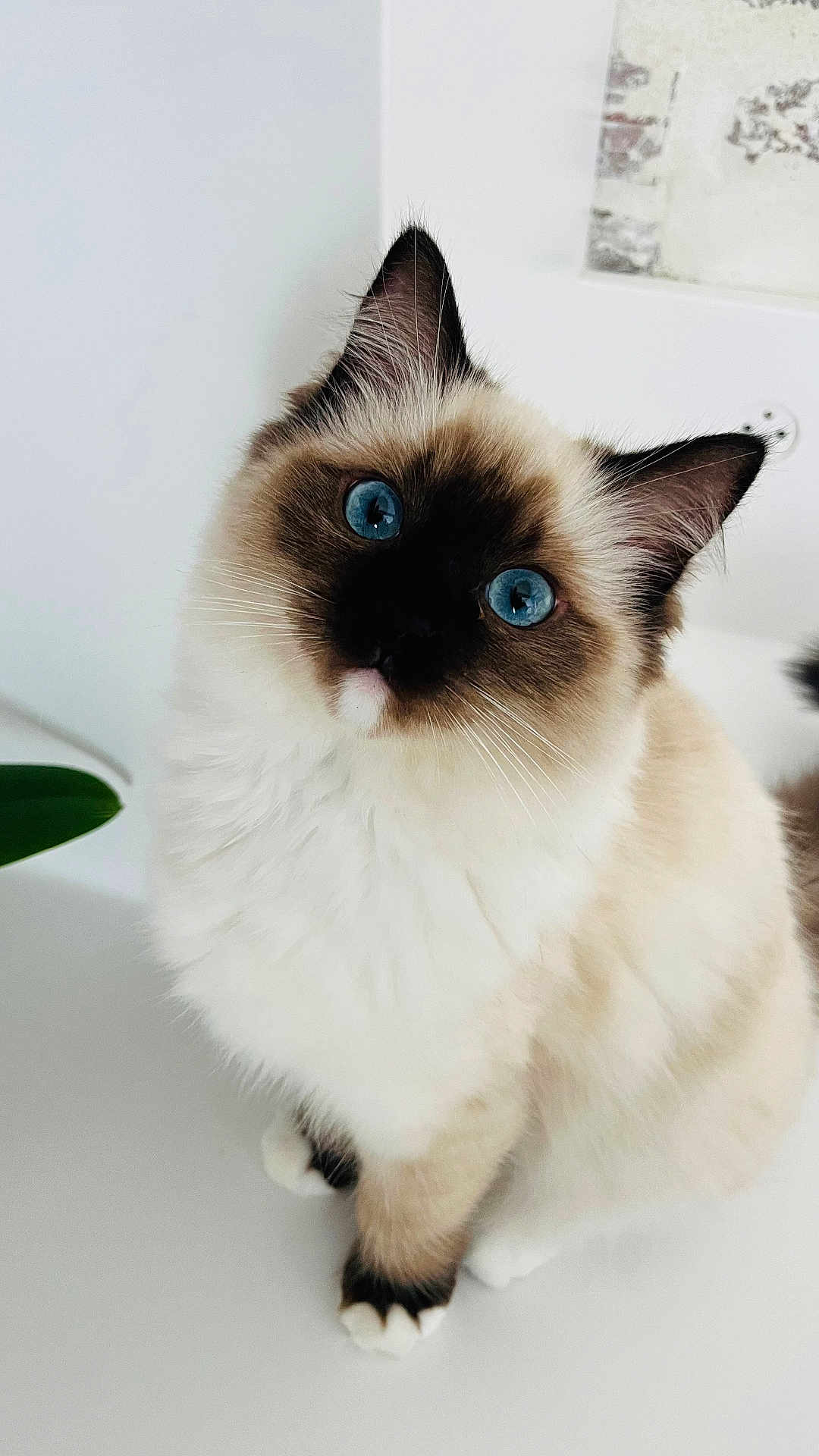Hope participe au concours pour gagner de l'argent avec cette photo : cat, blue_eyes, fluffy, fur, white_background, curious, pet, animal, indoor, close_up, sitting, cute, whiskers, ears, paws, domestic_cat, feline, portrait, soft_light, clean