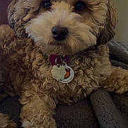 Stormy Shanel is registered to the contest to win money with this photo: dog, pet, curly_fur, bow, orange_bow, tag, collar, brown_fur, cute, animal, indoor, blanket, resting, close_up, portrait, fluffy, companion, domestic_animal, soft_texture, relaxing